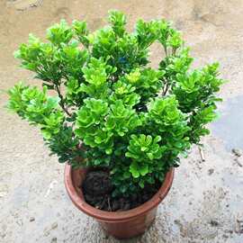 米兰花苗室内香味植物盆栽  长期开花 米兰苗盆栽 可驱蚊植物