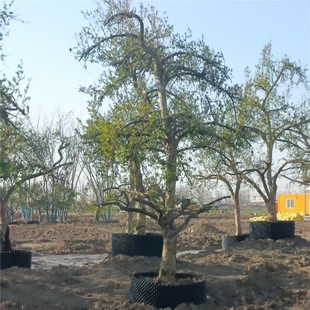 Pomegranate Saplings, Scenic Flower Plants, Four-Season Planting Potted Plants, House Courtyard Landscape Trees, Grafted Flowers and Pomegranates