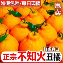 四川不知火丑橘9斤桔子当季新鲜时令水果整箱包邮柑非耙耙粑粑10