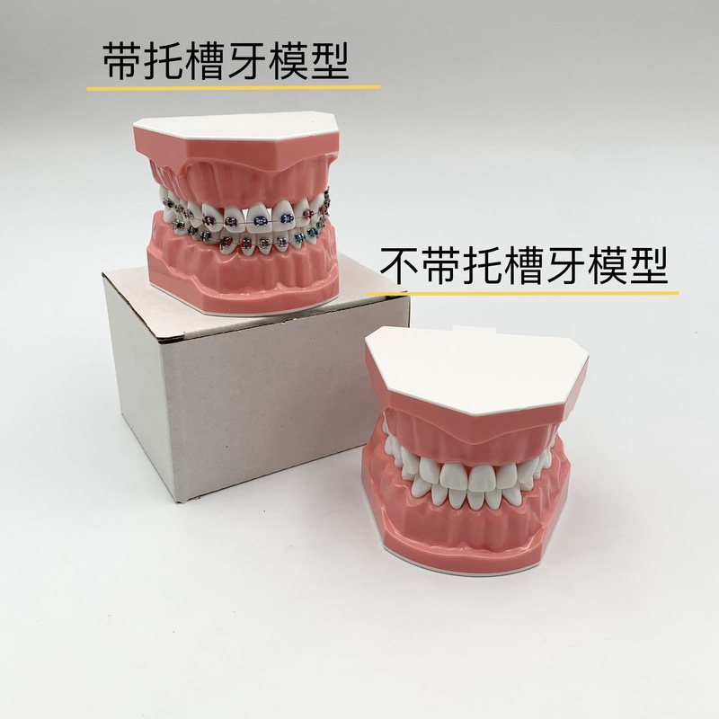 牙科牙模型假牙模型牙模型模具幼儿园教刷牙模型可拆卸口腔假牙|undefined