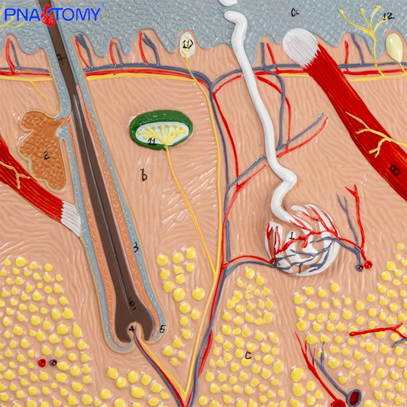 Physiological skin structure, cosmetic postoperative mold, anatomy
