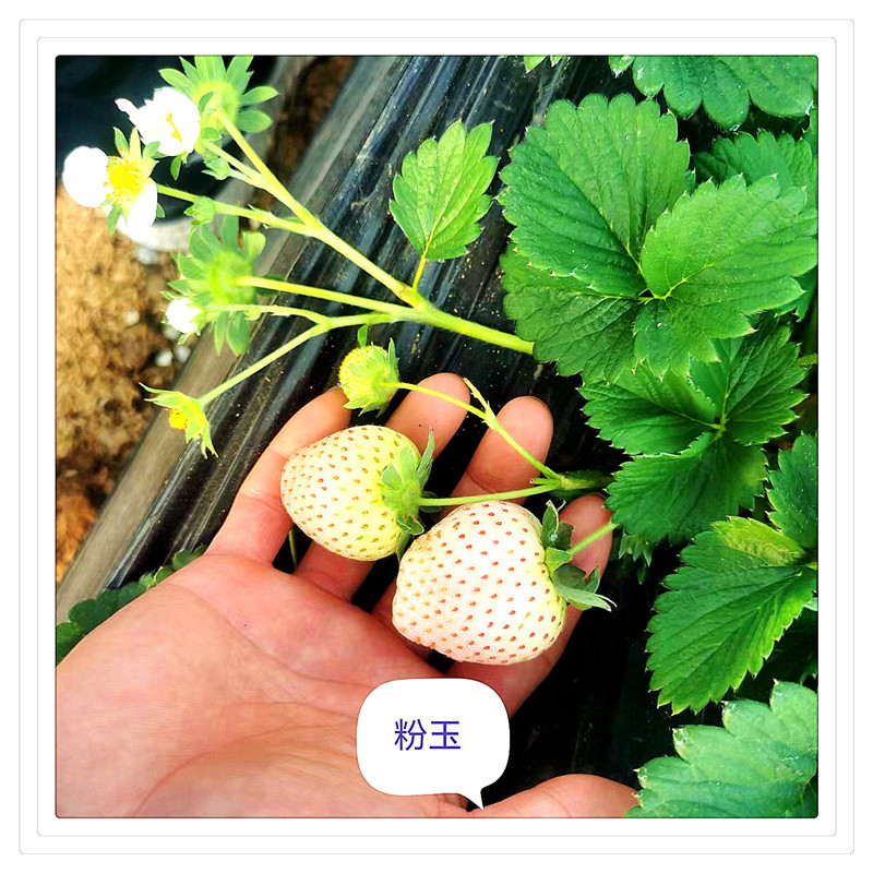 193a2a38ed004bdb0a5374e604a6d1