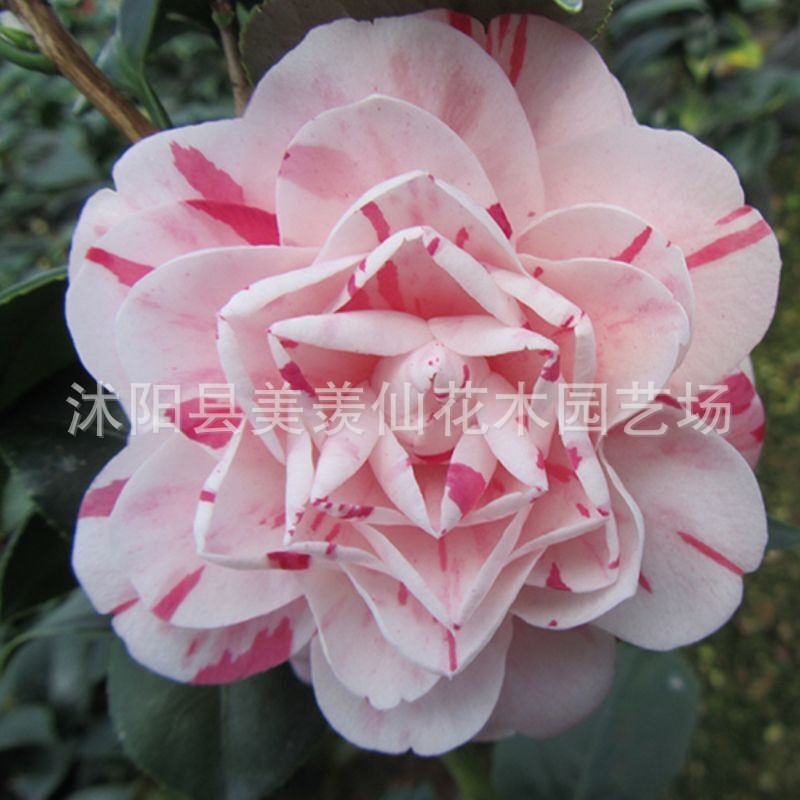 Las plantas en macetas de semillas de camelia se pueden sembrar en cuatro estaciones, 24 colores opcionales, 5 rosas Sai