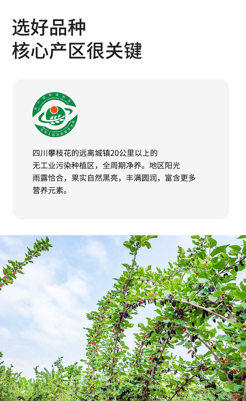 Dried Mulberry Fruit Tea Sang Shen Zi 400g Canister Sichuan Herbal Wellness Tea quality and texture