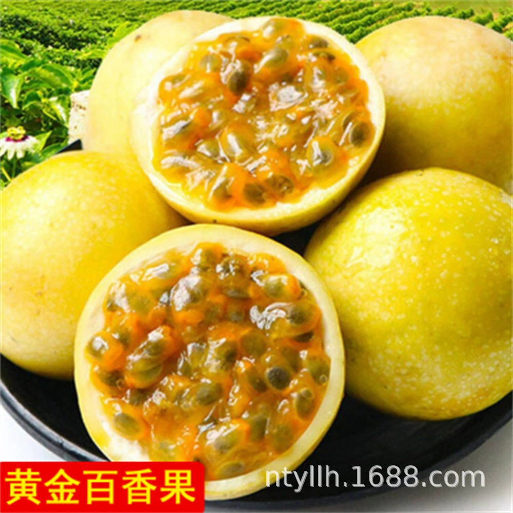 Саженцы золотых плодов маракуйи приносят плоды в четыре сезона