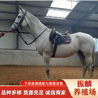 出售阿拉伯马 骑乘马 蒙古马 矮马小童马 德保矮马 马活体