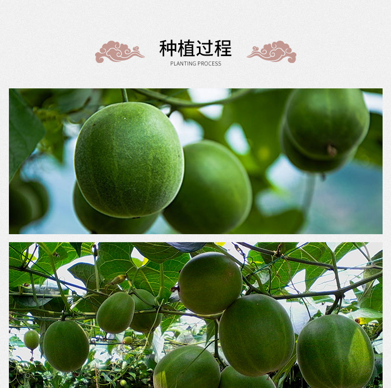 Dried Luo Han Guo Monk Fruit Whole Pods Vacuum Packed Golden Herbal Tea from Guilin preparation
