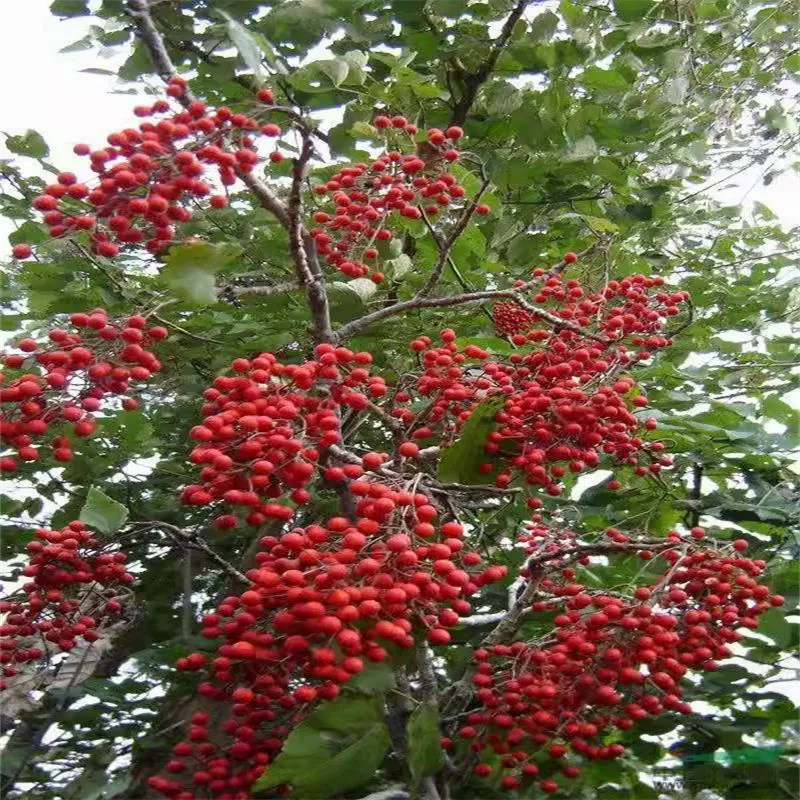 厂家批发 毛叶山桐子种子 山桐子种子 油葡萄种籽水冬瓜