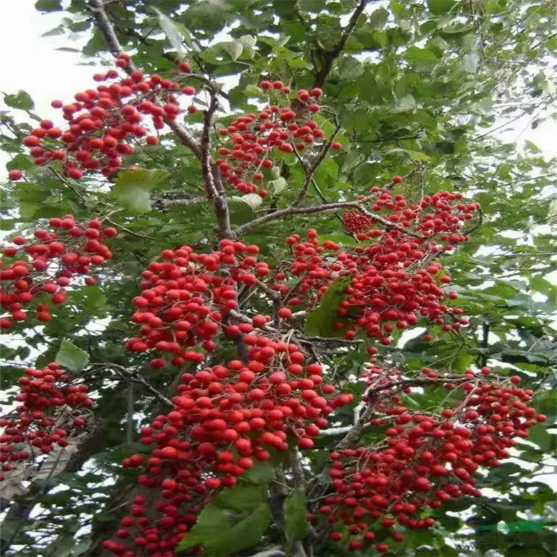 厂家批发 毛叶山桐子种子 山桐子种子 油葡萄种籽水冬瓜