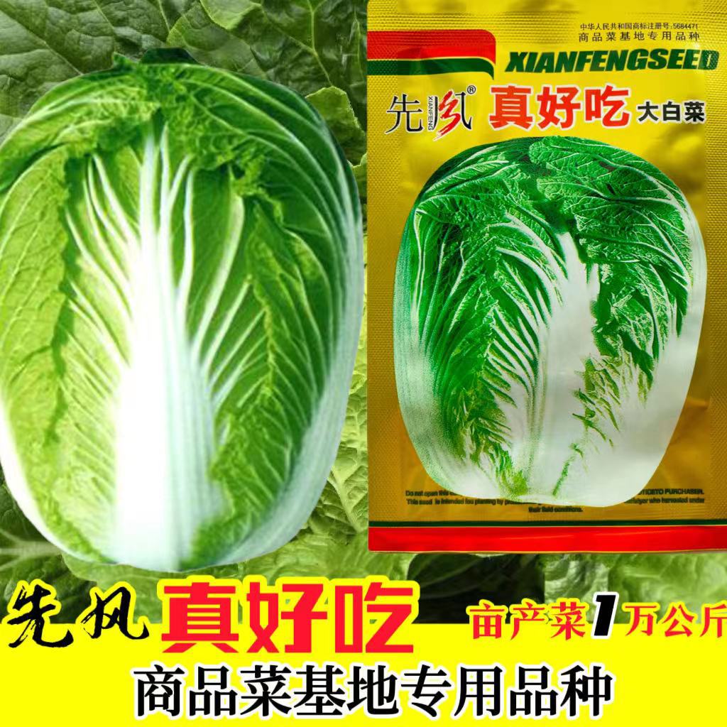 白菜种子秋季山东胶州大白菜种籽抗病农家田园庭院蔬菜种孑