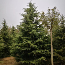 山東6米雪松種植基地出售1米雪松樹苗2米3米4米5米雪松塔松樹苗