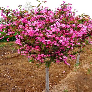Begonia Flower Saplings, Silk Silk, West Lake Begonia Garden Courtyard, Cold-Resistant Plant Ground Planting Project, Greening Landscape Tree Seedlings