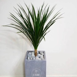 Black Pearl Dragon Blood Tree Potted Dragon Iron Tree Indoor Office Living Room Bedroom Study Green Planting Real Dragon Iron Tree