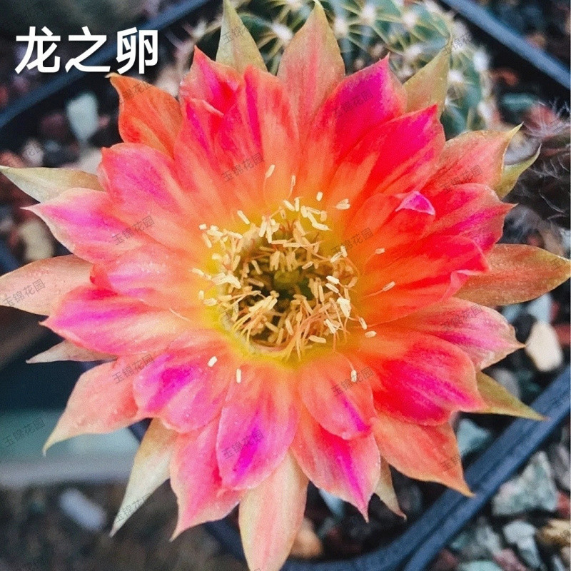 ●■드래곤 알 3-5cm - 무작위 장난감 1개 획득■●