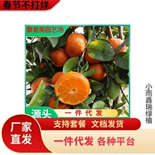 ɳ�ǽۘ�����������Ϸ������Nֲ���Ә���̽۹������޽�ɰ����