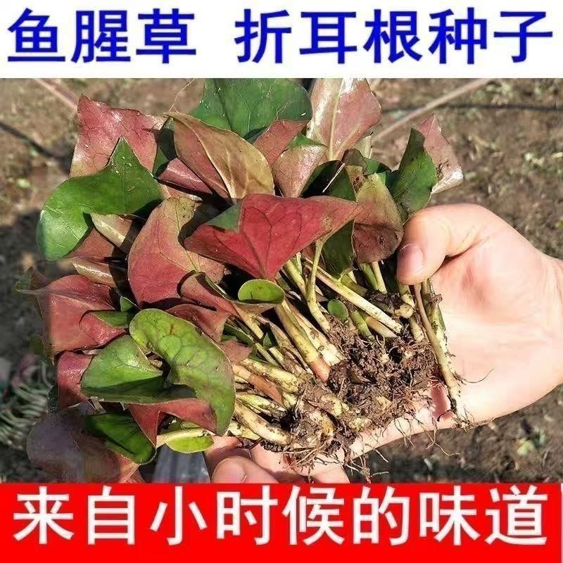 semillas de houttuynia, semillas de semillas, raíces de orejas dobladas, plántulas de raíces frescas en maceta, cuatro estaciones, Guizhou, Yunnan, Sichuan