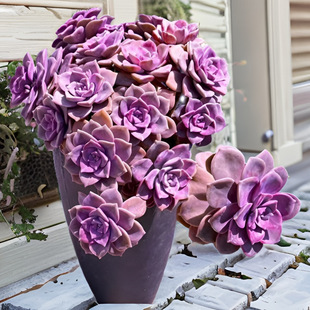 Ll Succulent Plant Old Stump Zile Indoor Balcony Potted Flower Plant Base Direct Delivery Easy to Care for Beginners