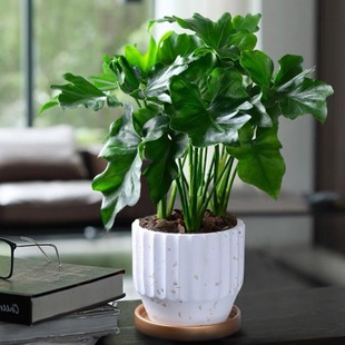 Spring Feather Plant Potted Indoor Happy Internet Celebrity Green Plant Balcony Desktop Easy to Feed All Year Round Evergreen Cold-Resistant and Drought-Resistant Flowers