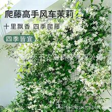 ���羳��؛�����򻨷N���͟��^�p�׻��׷N�ɷN�̨���ԝ����ͷN��