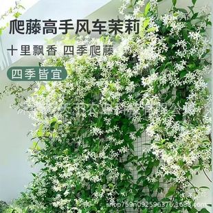 ���羳��؛�����򻨷N���͟��^�p�׻��׷N�ɷN�̨���ԝ����ͷN��