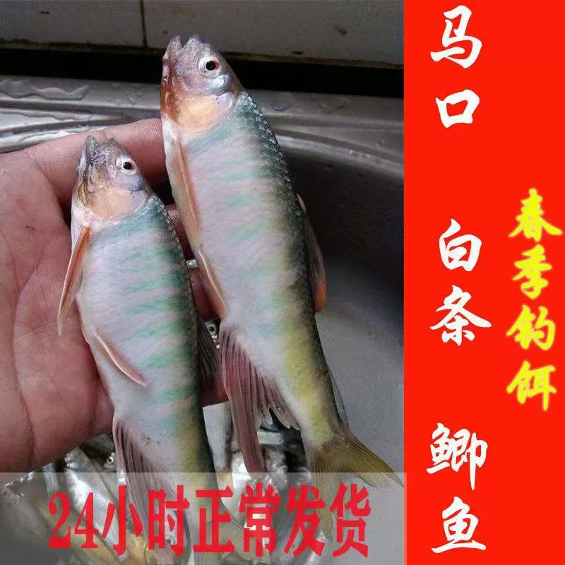 Fishing bait, 200 g single bag, horse‑mouth, white‑strip and dace options, spring freshwater