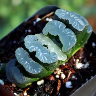 ���]������ ����ֲ�� ������ꎺ����׷N����ʮ������ĸ������