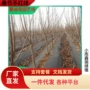 北方南方嫁接种植水果苗