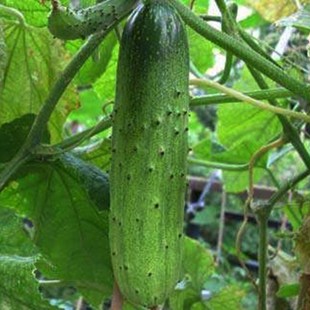 ��ɽ��ϷN�����S���ļ����ļ��͸ߜغ��S�ϷN���̨�����߲˷N��