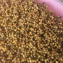 ��������ș�� Ʒ�N�Rȫ �S���N���u�^�S���໨�ϻ����uצ��צ�Ӆ�