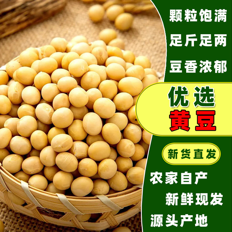 东北黄豆黑龙江农家大豆浆专用大豆五谷杂粮发豆芽批发新货黄大豆