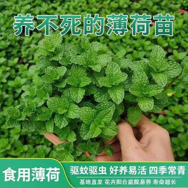 Mint potted fresh edible lemon mint leaves living room indoor green…