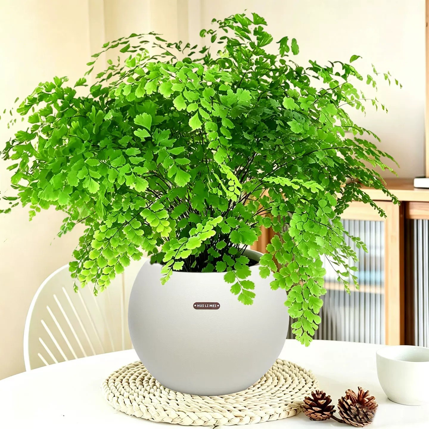 【精品大盆】铁线蕨+岩球花盆