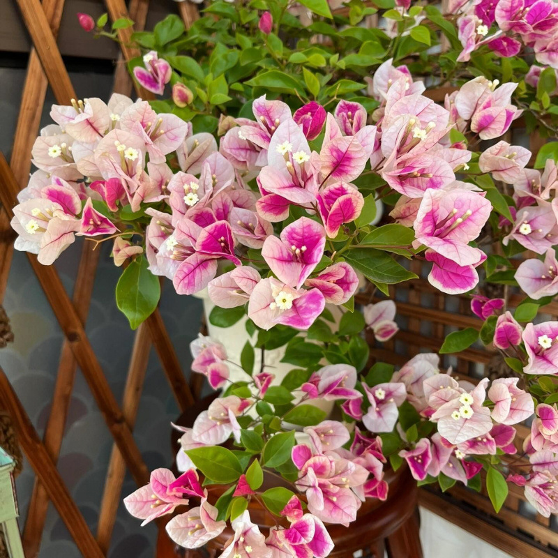 클래식 핫 스타일(장홍잉)