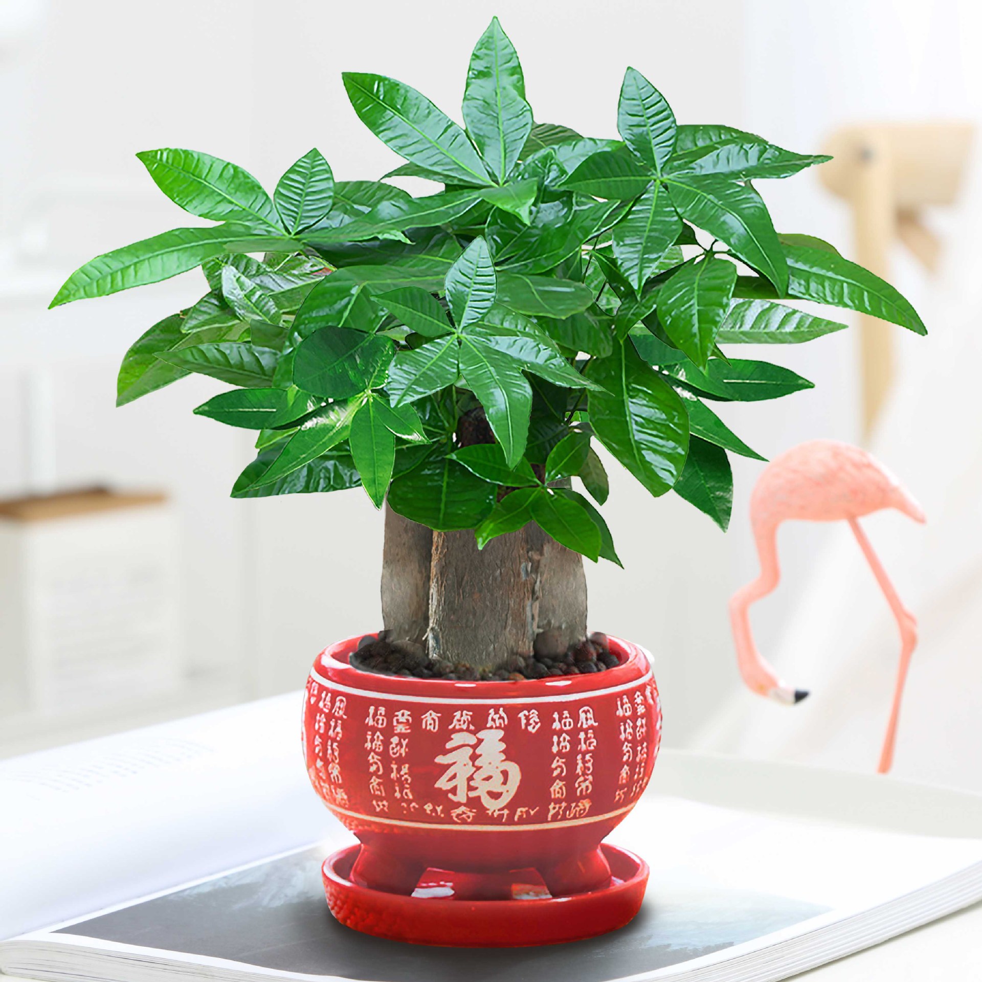 árboles ricos pequeñas plantas de maceta flores verdes plantas de oficina absorción de formaldehído árboles hidropónicos de bambú de lapis verde buena alimentación maceta