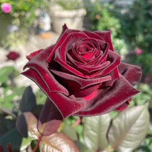 �ڰͿ�õ���¼�������z�q�|�Џ����tɫ�ļ��_�̨ͥԺ���ܾGֲ��