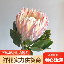 �������r�����l����������r�����lᘉ|�r��ˮ�B���k���Ҳ廨��c