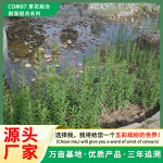 生态修复专用草花组合 耐湿组合混播花种子护坡绿化多年生