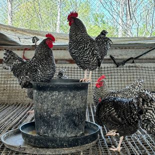 ���N�����J���u�G�����J���uС�w���J���uÓ���J���u�������N��