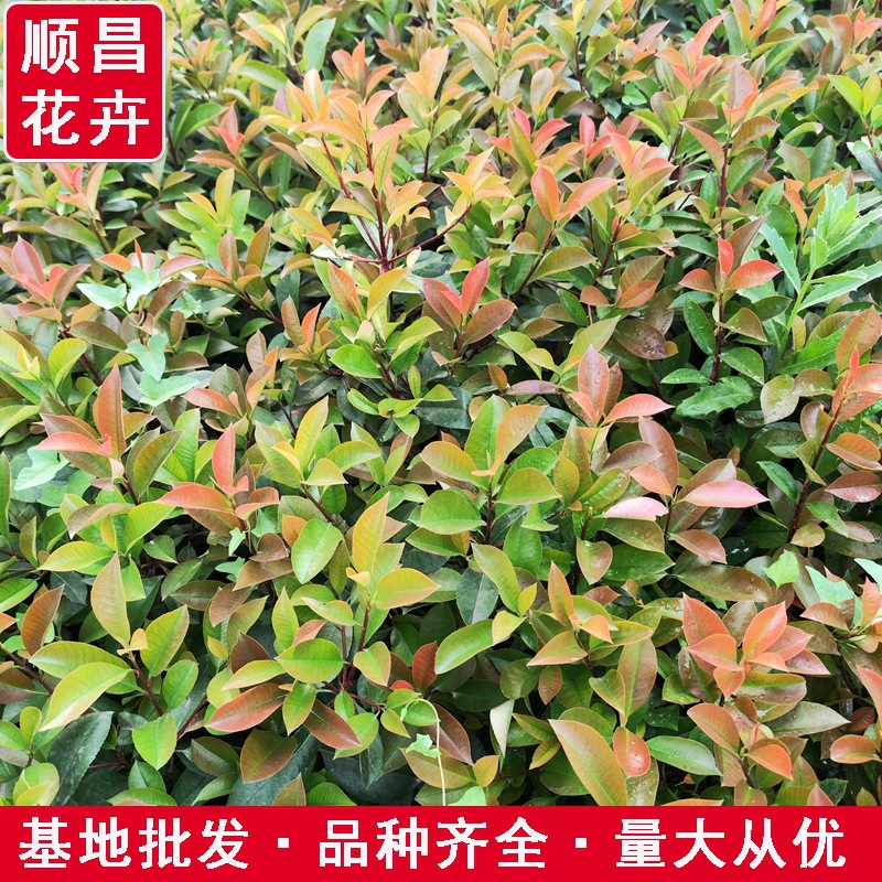 Краснолистный Фотиния саженец рассада резка рассады Красный Робин пламя красная изгородь двор цветовой блок вечнозеленый Саженец