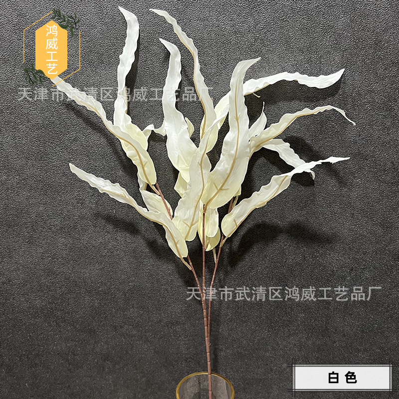 화이트