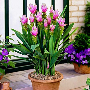 �M�ڽ��ɻ��N���͟��͕����������ͥԺ�̨�҃Ȱٺ������㻨��