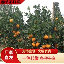 �����۽��������ͥԺ�����������Ә��̨���Լ޽ӽ����箔��Y��