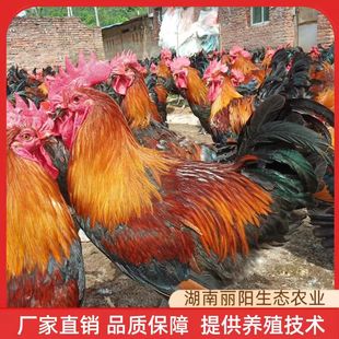 ���w�u����ۺڬ��u�����u�����оŽ��S�u����u�������u�����u��