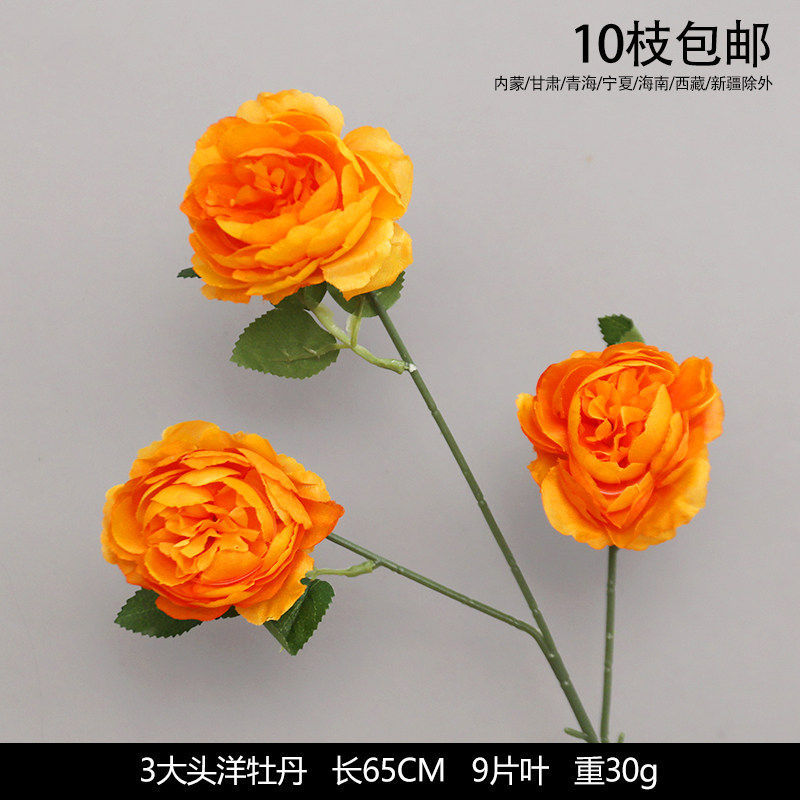 3大头洋牡丹