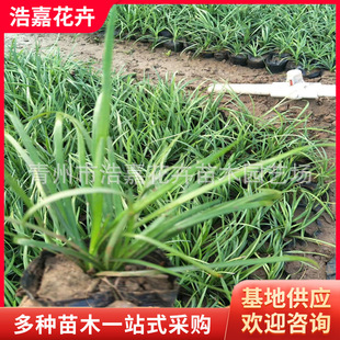 ��߅��~����������  ��ѿ������ ���@С�^�@�־G����ƺ����С��