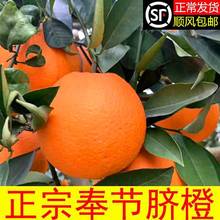 重庆奉节脐橙现摘现发甜橙手剥橙子新鲜超甜当季水果薄皮批发