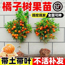 ���Ә������������ϱ����Nֲɳ�ǽۘ���̽۹������޽�ɰ����