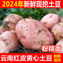 云南土豆新鲜现挖红皮黄心土豆10/3斤小土豆种子洋芋农家自种批发