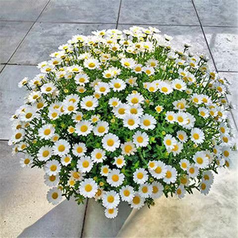Venta al por mayor de semillas de flores y plantas eustoma malvarrosa peonía cobre dinero hierba margarita rosa sol peonía flor combinación de flores