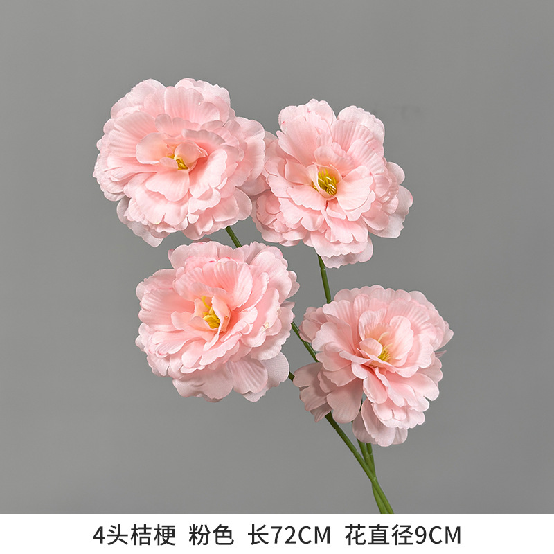 4-headed platycodon grandiflorum - new arrival recommendation